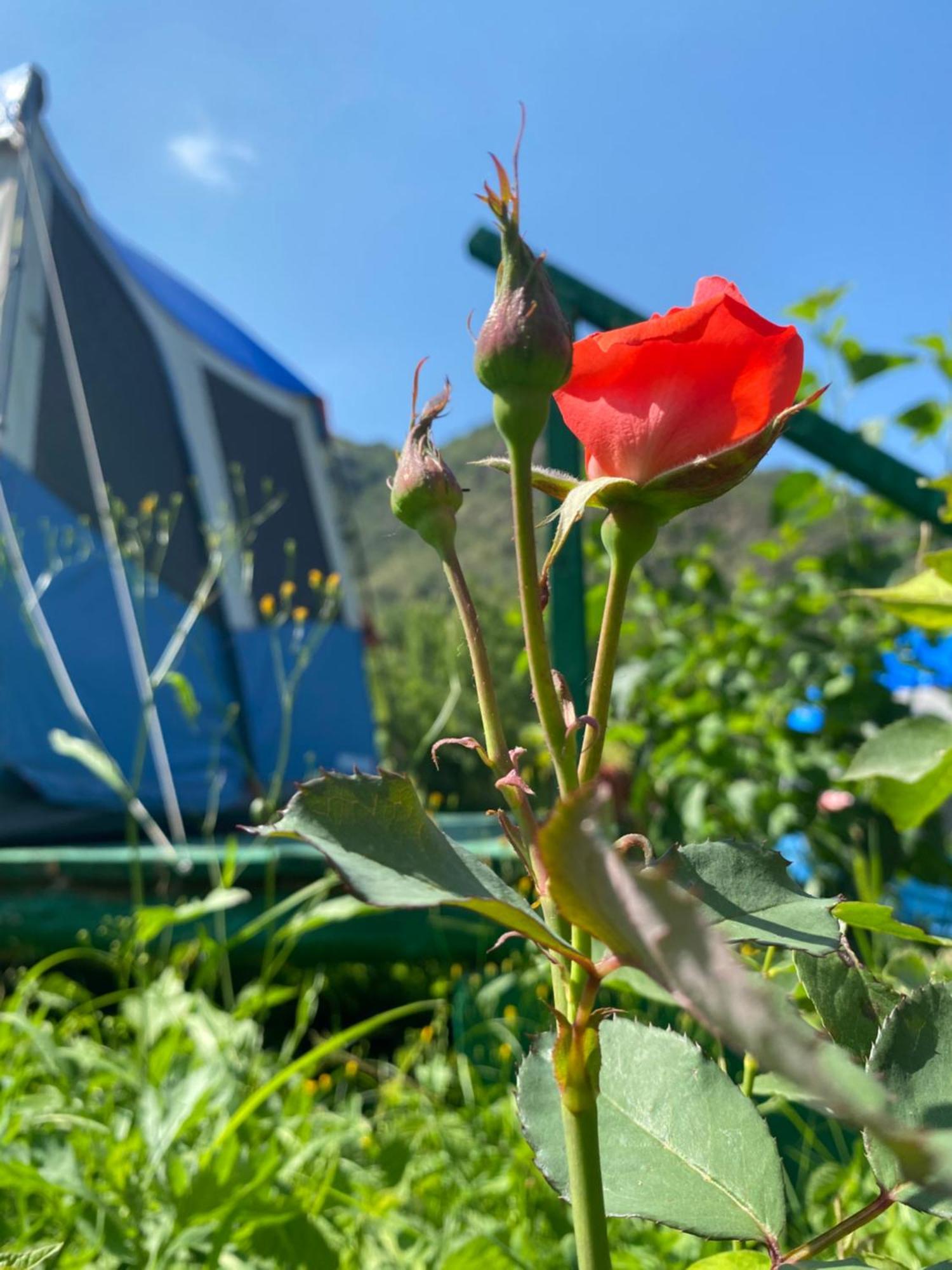 Tereza Glamping Hotel Szanain Kültér fotó